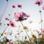 Nahaufnahme einer Blume auf einer Wiese